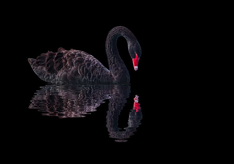 Black swan on black background (Cygnus atratus)